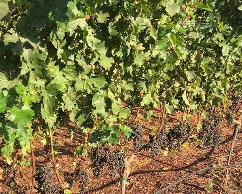 Grapevines in a California vineyard